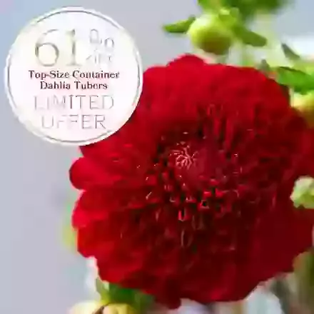 8 Top-Size Container Dahlia Tubers 61% Offer